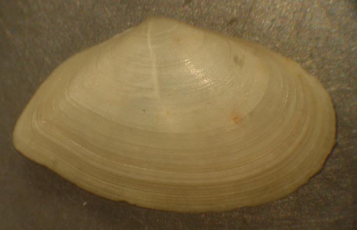 Tellina  donacina ?? (Linn, 1758)  Pliocene Astigiano